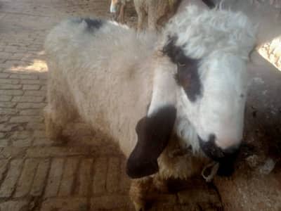 desi kjla heavy weight suitable for Qurbani.