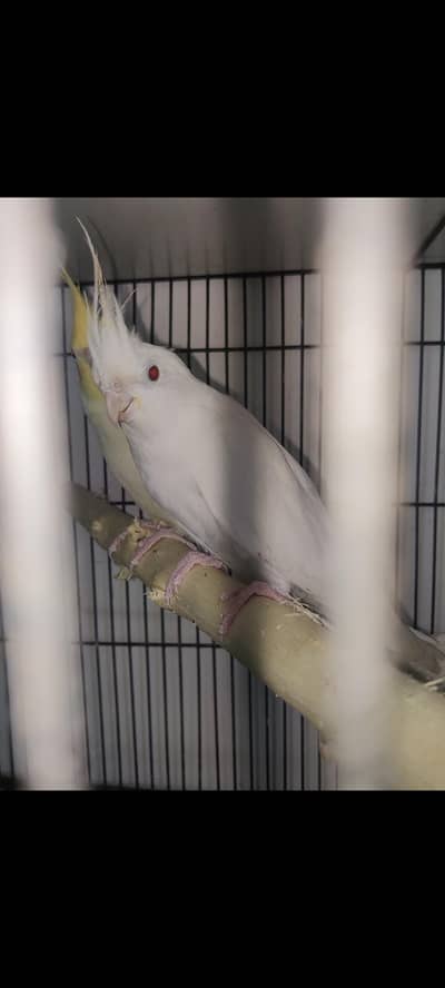 cockatiel, love bird