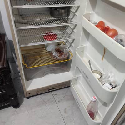 medium size freeg for sell