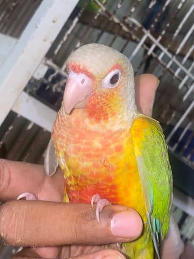 near to self blue torqoise and high red factor red face pineapple self