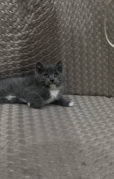British short hair Male Kitten Available