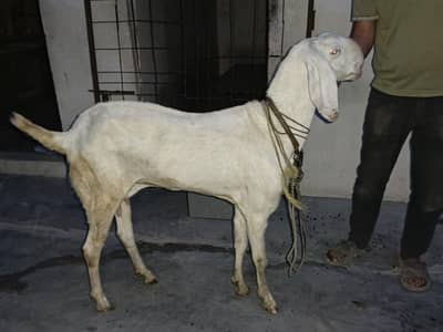 Pure Rajanpuri Bakri  or Dumby|Sheep For Sale