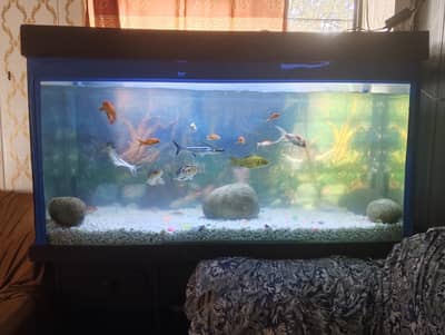 fish Aquarium