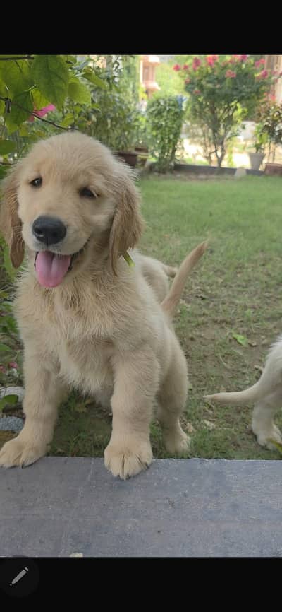 I Am Selling 2 months Fully Vaccinated Golden Retrievers . .