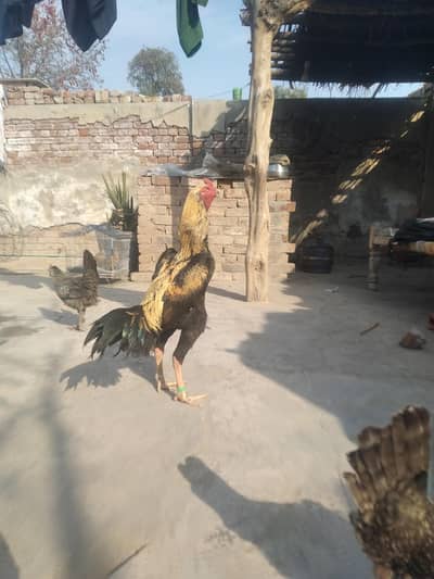 high quality aseel sahmo cross patha bohat Alla quality ma