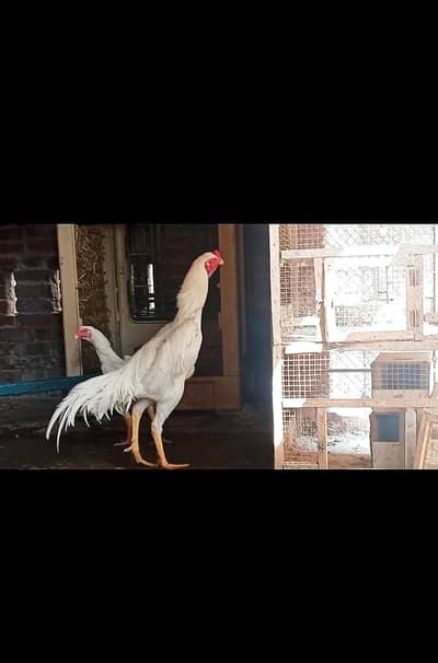 King Oh White Shamo Trio