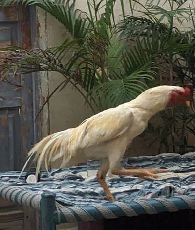 aseel Hera pure boska breeder male