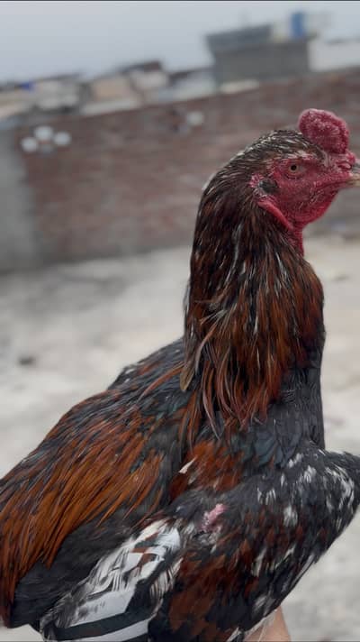 Aseel murga trat saigon