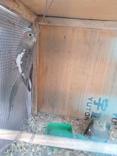 cocktail parrot patty