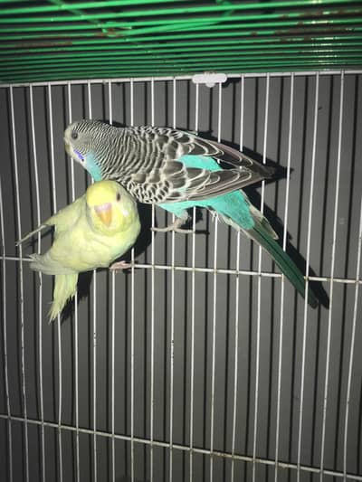 Budgrie color and quality birds available!