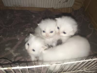 kitten for sale 25000