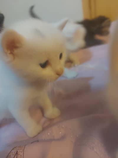 Persian kittens for sale