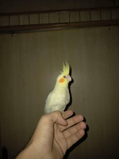 cocktail parrot fully hand tamed and shoulder tamed