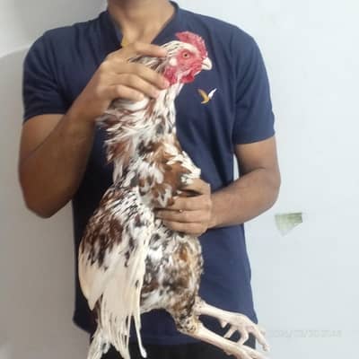 High quality jageeri Aseel murgha