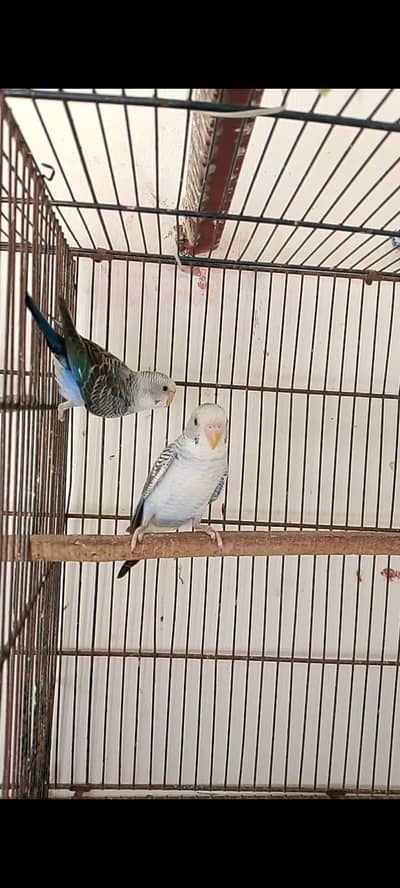 Black Wing Possible Black Face pair