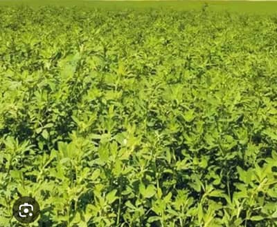 lossen,,,, animal chara