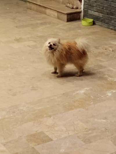 Pomeranian dog male available for stud