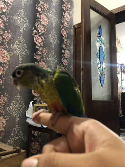 yellow sideed green chick