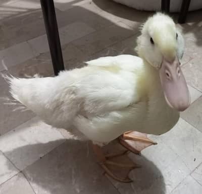 duck for sell