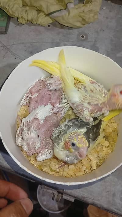 4 cocktail chiks for hand tame