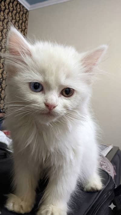 Pure Persian female kitten-2.5months old free food kit and Accessories