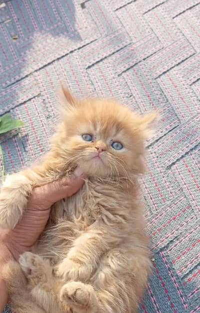 Persian cat triple coated