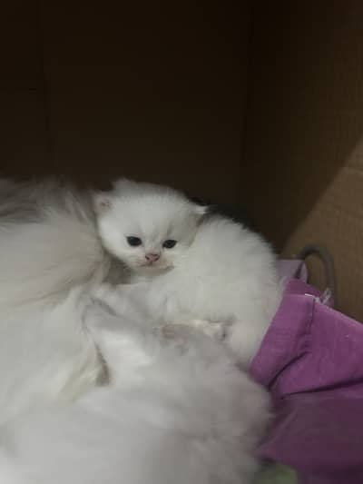 Persian Kittens Triple Coat (Bookin]