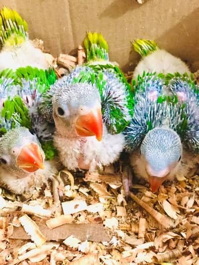 green parrots chicks for sale healthy and active