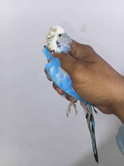 king size budgie