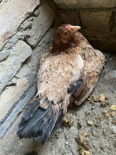 Kuruk Madi Available