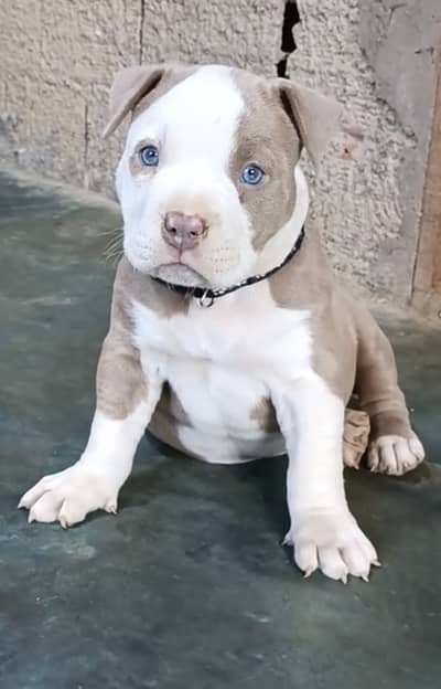 Pitbull puppies dog 92@330*540*6115