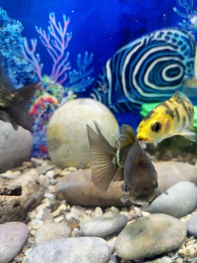 aquarium for sell