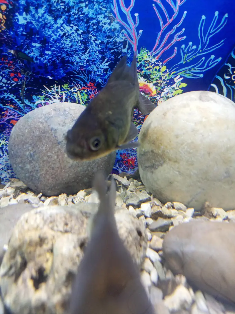 aquarium for sell — photo 3