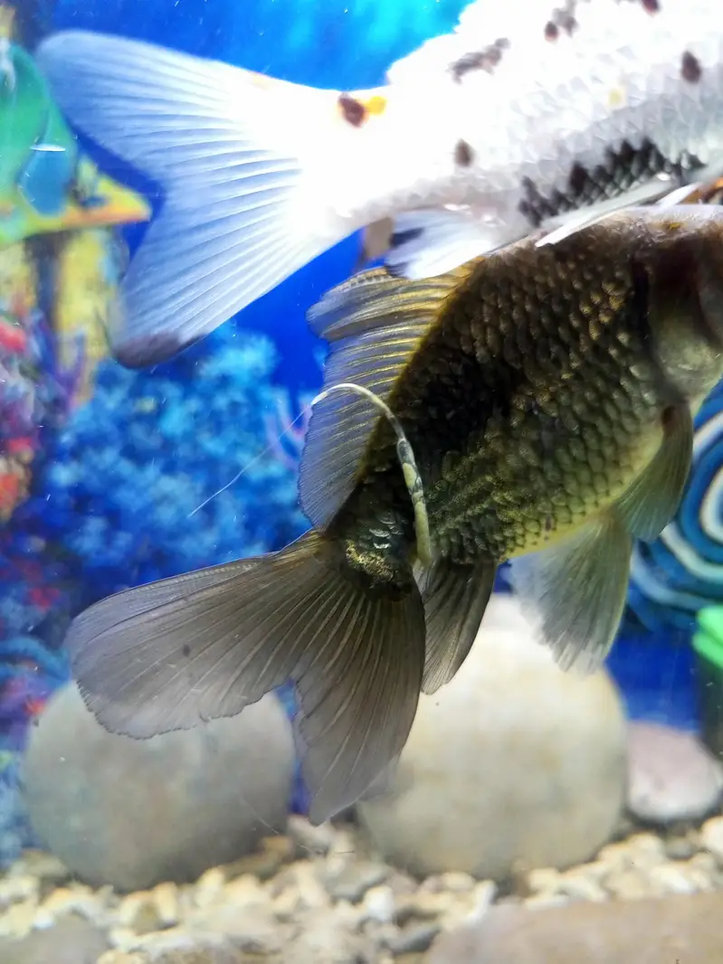 aquarium for sell — photo 4