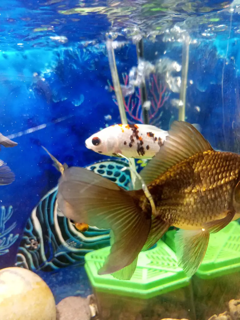 aquarium for sell — photo 5