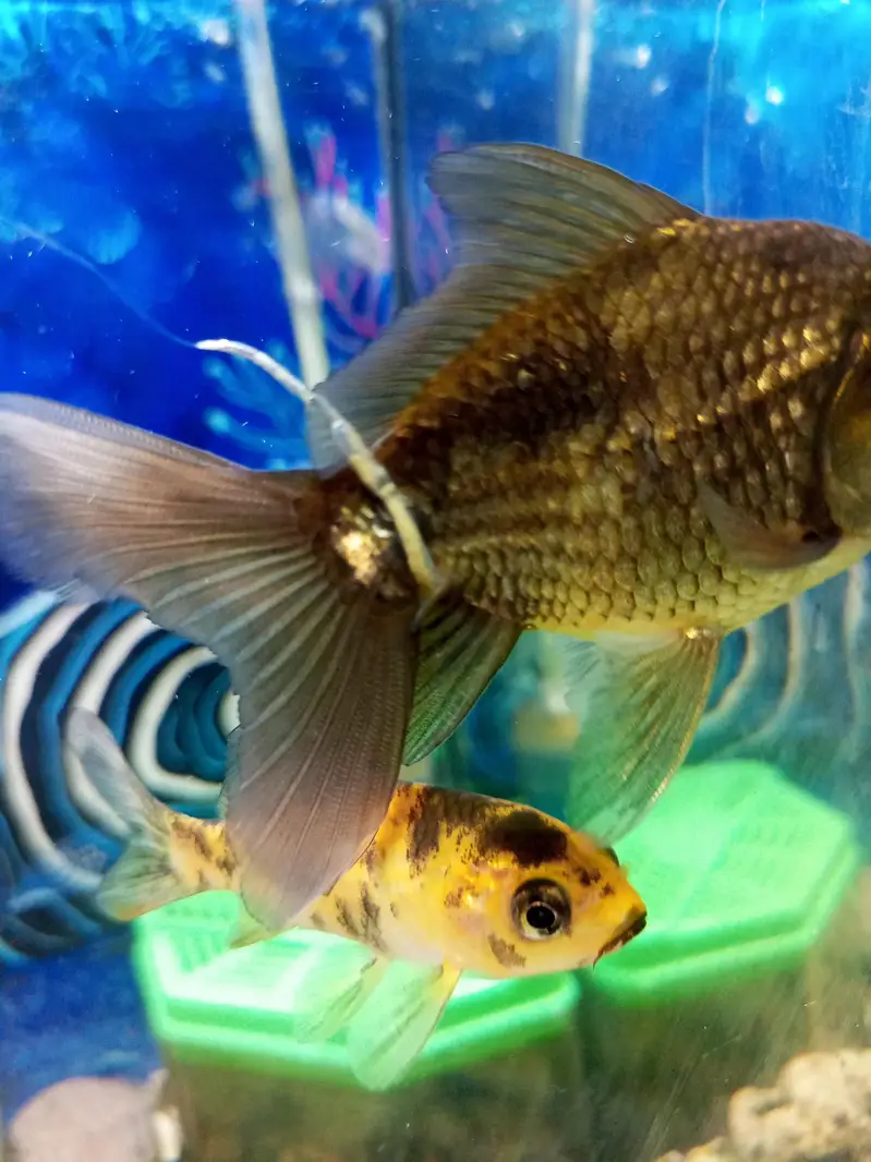 aquarium for sell — photo 6
