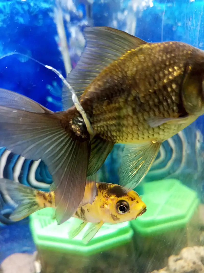aquarium for sell — photo 7