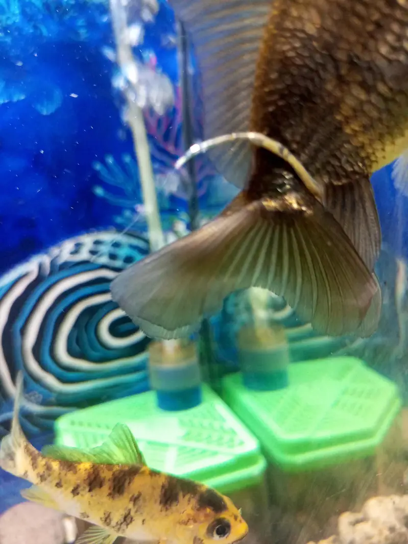 aquarium for sell — photo 8