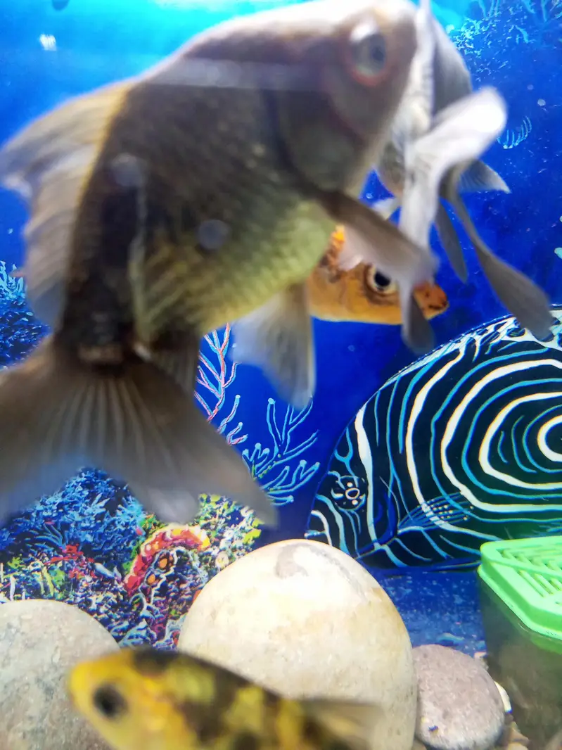 aquarium for sell — photo 9