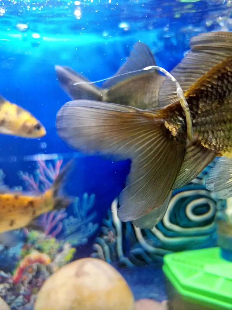 aquarium for sell — photo 10