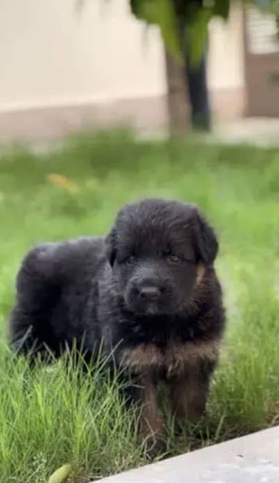 German shepherd puppys long coat