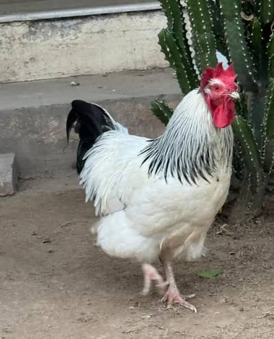 Light Sussex Trio (Male + 2 female)