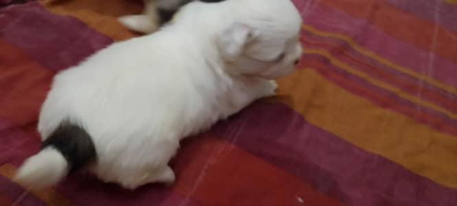 Beautiful Shih Tzu Puppies Available  Home Raised Shih Tzu Puppies