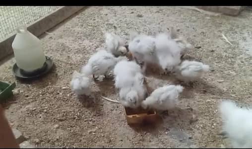 white silki for sale