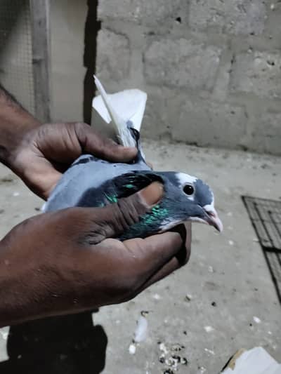 Low flying Patti waley