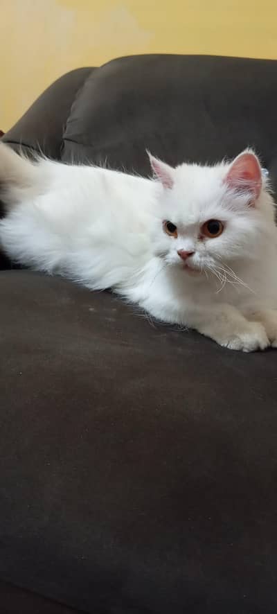 Persian cat 8000