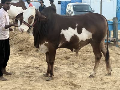 Bachra available for sale