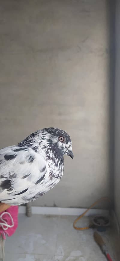 pegions pairs for sale