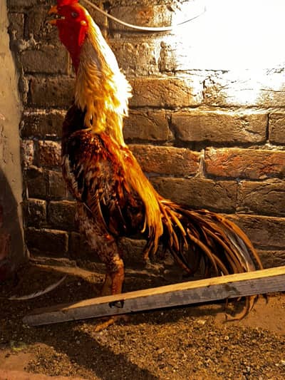 Parrot Beak Male and Parrot beak Cross Qandhari Heera Hens