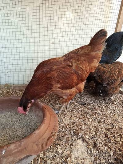 desi Murgi. dono  ande per hai